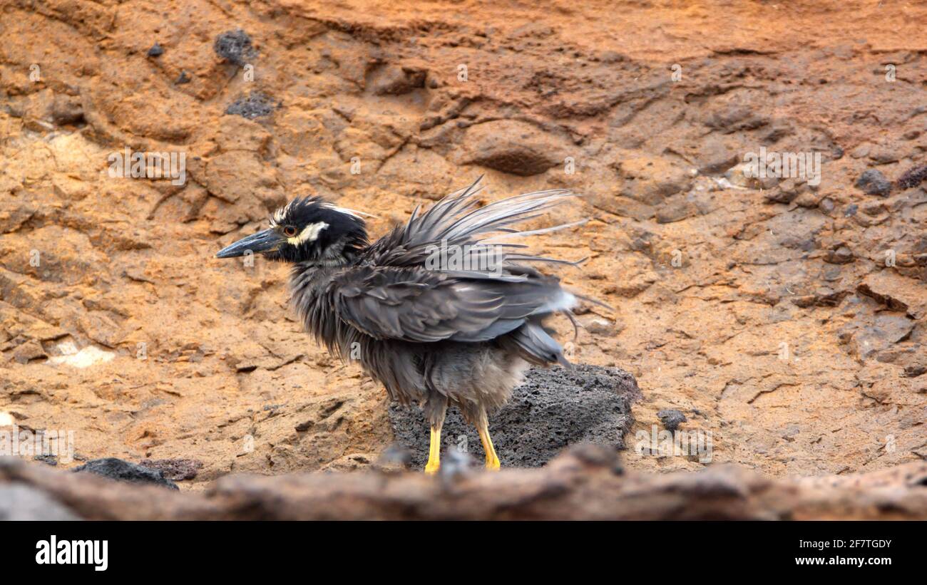 Gelber Nachtreiher (Nyctanassa violacea) mit gekräuselten Federn bei Punta Vincente Roca, Isabela Island, Galapagos, Ecuador Stockfoto