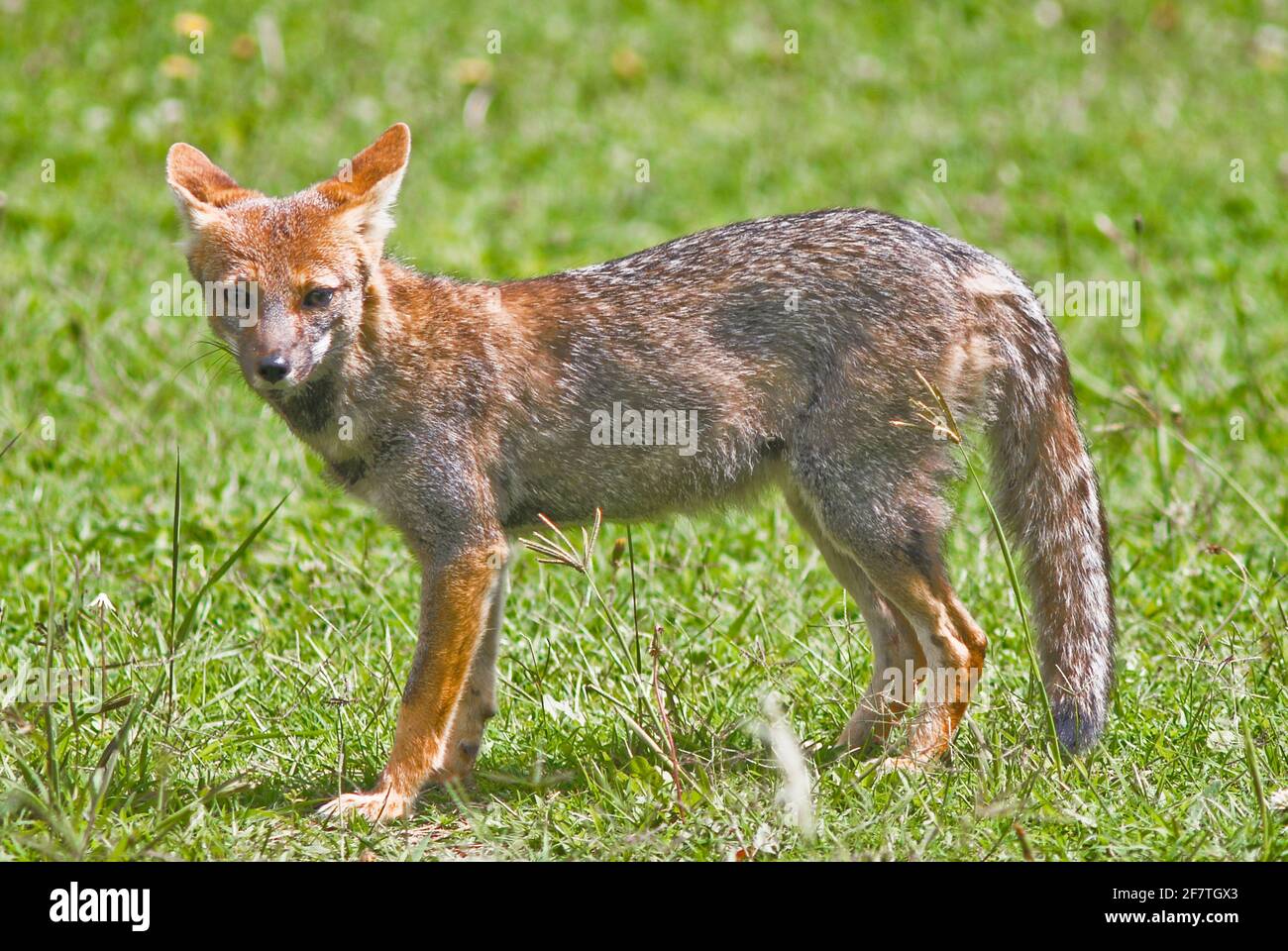 Culpeo (Lycalopex culpaeus). Merlo, San Luis, Argentinien Stockfoto