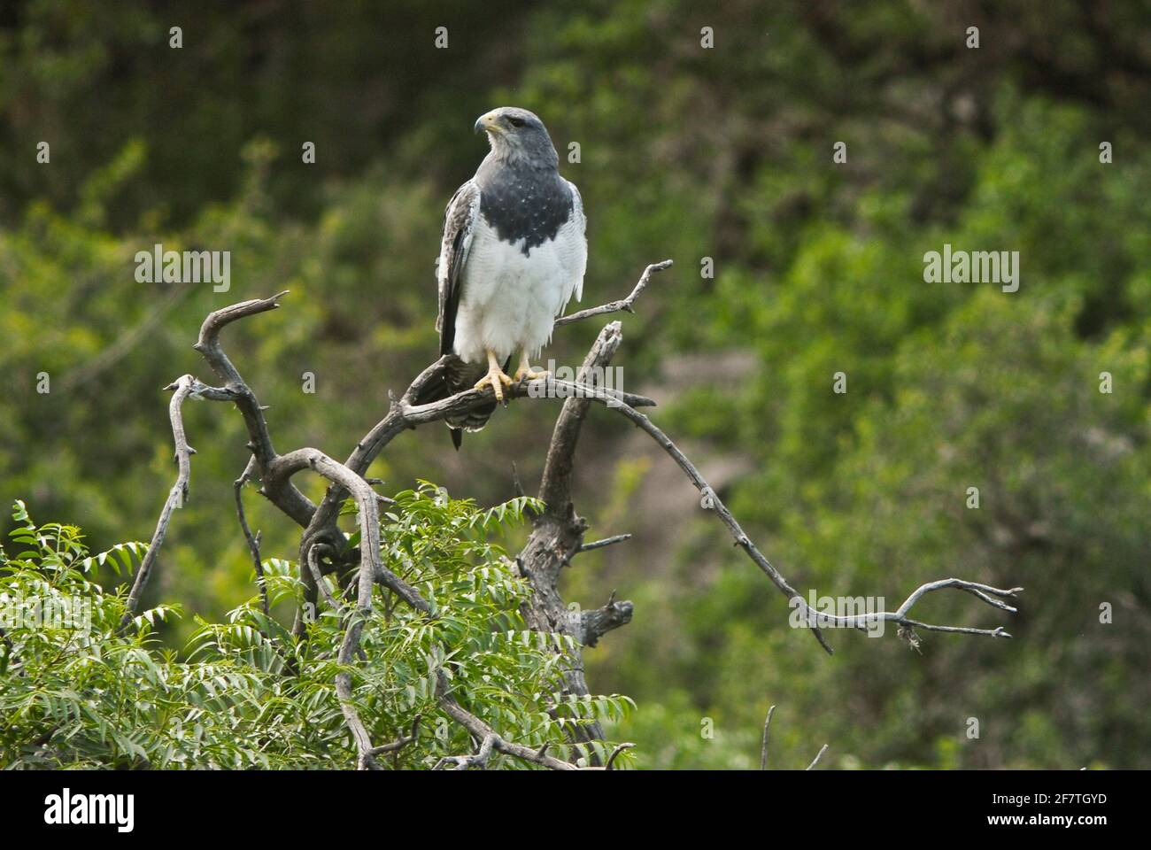 Schwarzkastanienbussardler (Geranoaetus melanoleucus). Merlo, San Luis, Argentinien Stockfoto