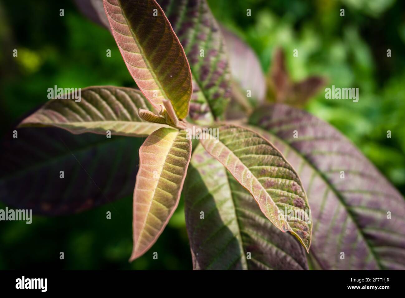 Eine Nahaufnahme von Guava-Baumblättern. Bio-Guava-Pflanzen. Stockfoto