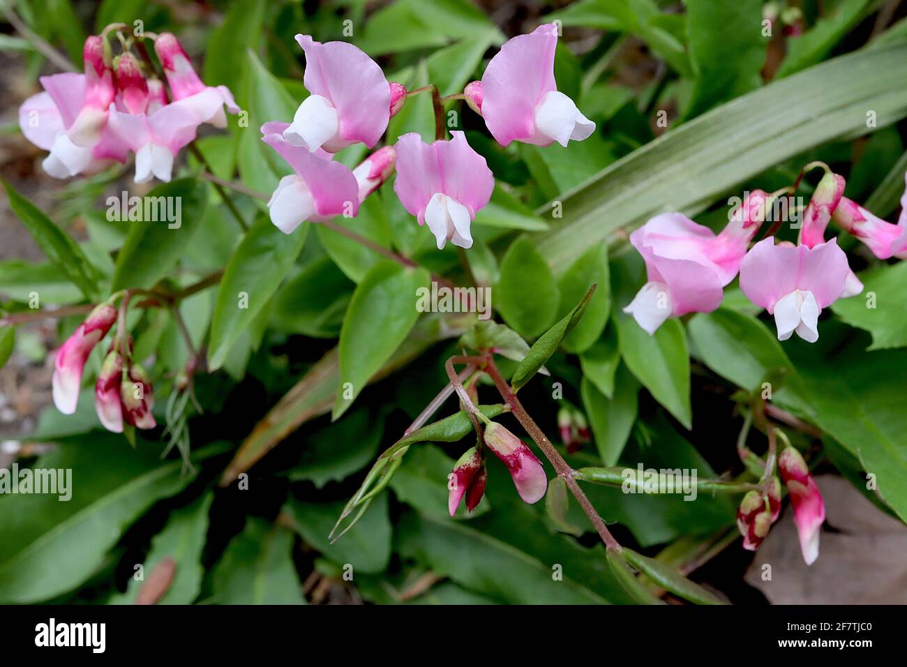 Lathyrus vernus ‘Alboroseus’ Frühlingserde Alboroseus – rosa und weiße erbsenartige Blüten, April, England, Großbritannien Stockfoto