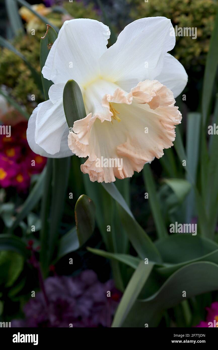 Narcissus / Daffodil ‘British Gamble’ Division 1 Trompete Daffodils mit weißen Blütenblättern und blassrosa Rüschentrompete, April, England, Großbritannien Stockfoto