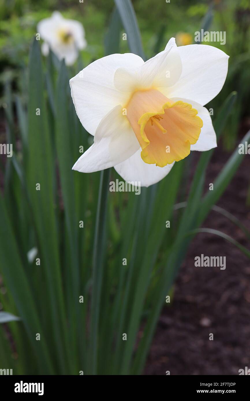 Narcissus / Daffodil ‘Salome’ Division 2 großschalige Daffodils, weiße Blütenblätter, hellrosa, dann gelbe Trompete, gelb umrandete Trompete, April, England, Stockfoto