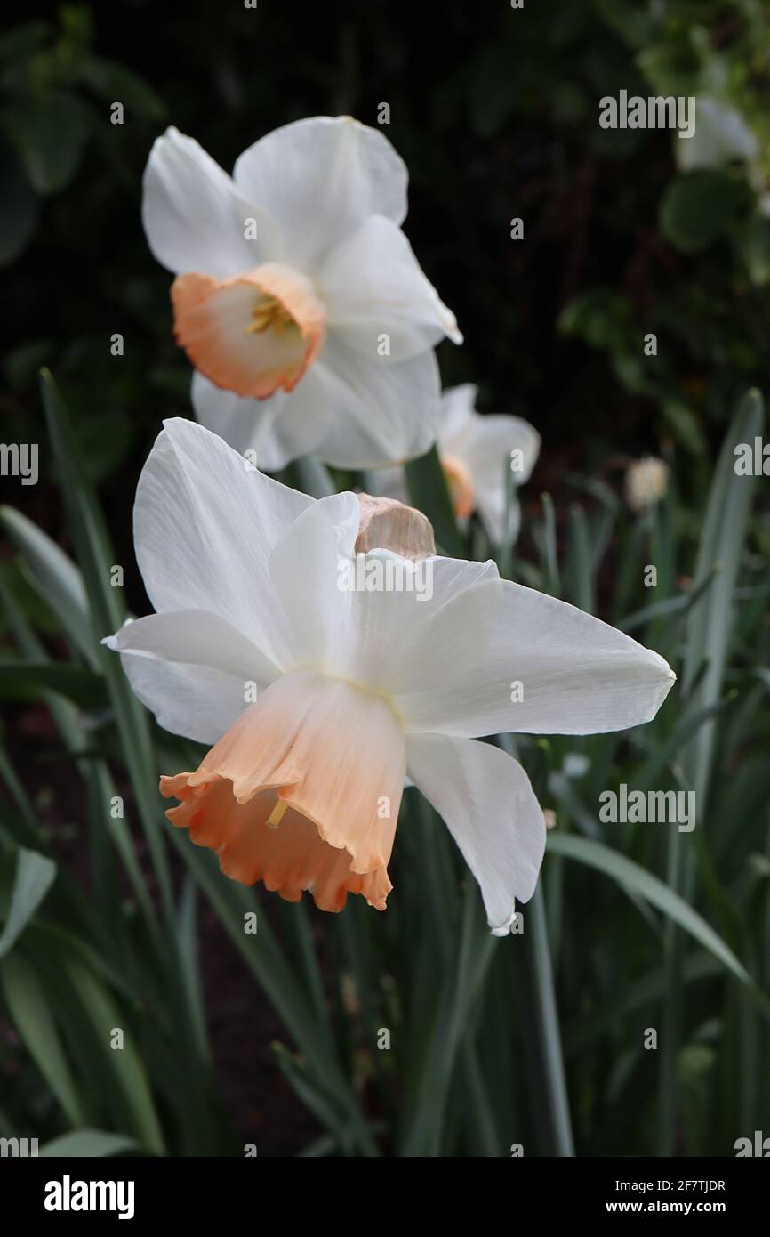 Narcissus / Daffodil ‘Spring Pride’ Division 1 Trompete Daffodils weiße Blütenblätter und korallenrosa Trompete, April, England, Großbritannien Stockfoto