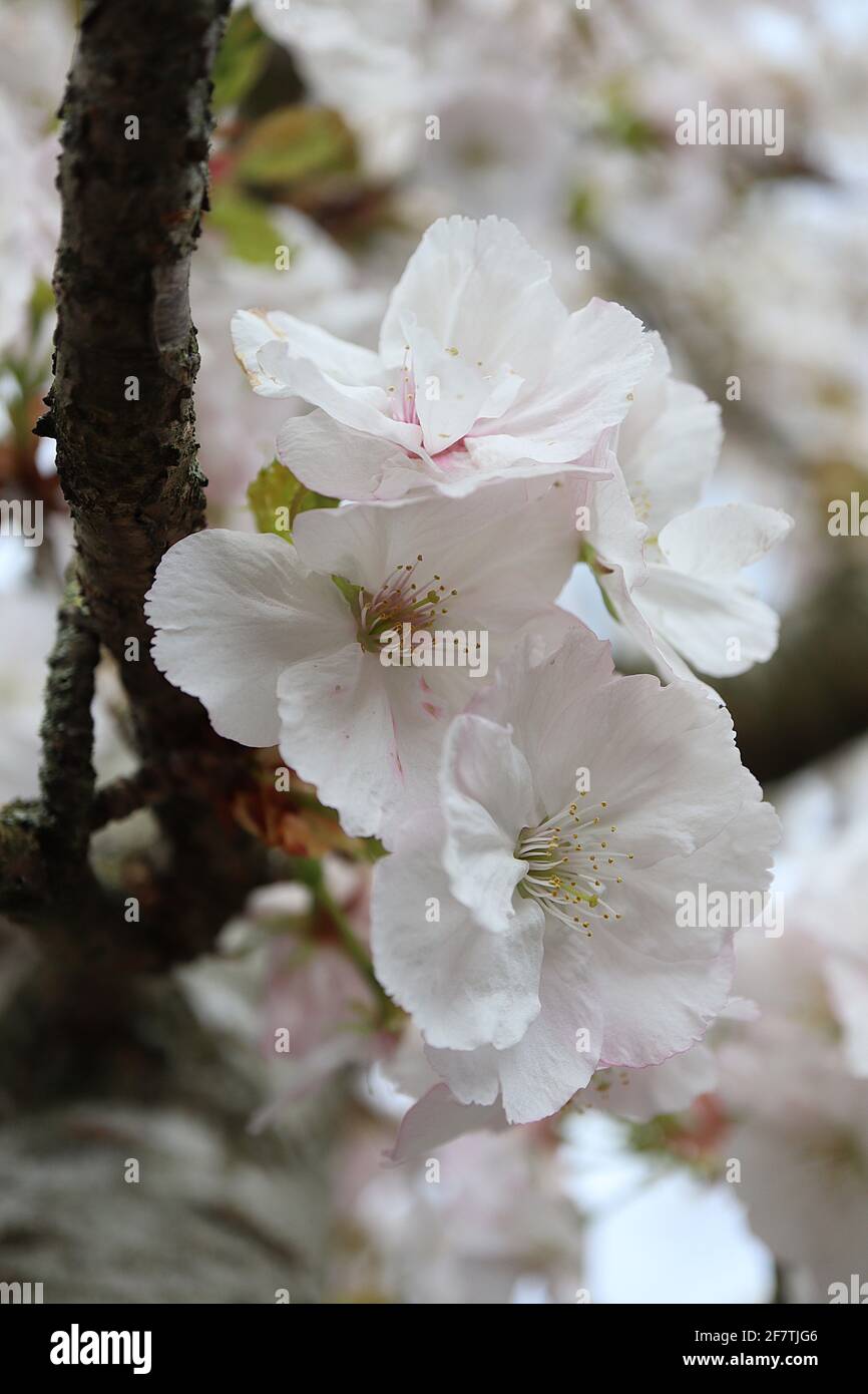 Prunus ‘Tai-Haku’ Tai-Haku Kirschblüte – doppelte weiße Blüten und bronzegrüne Blätter, April, England, Großbritannien Stockfoto