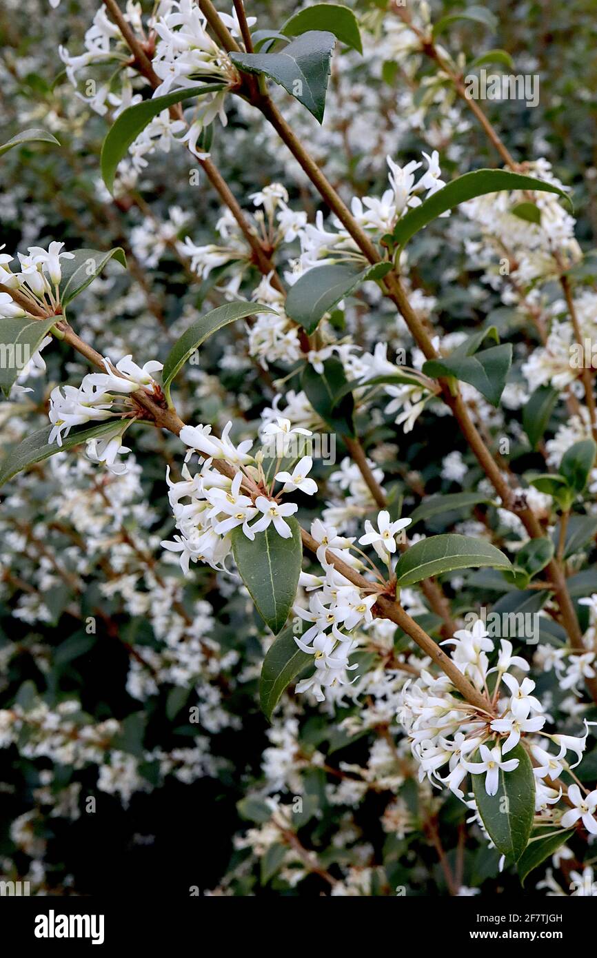 Burkwood osmanthus Fotos und Bildmaterial in hoher Auflösung Alamy