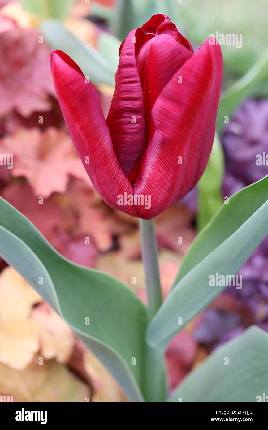 Tulipa ‘Bastogne’ Triumph Tulpe 3 Bastogne Tulpe – tiefrote Blüten, breite kastanienbraune Ränder, kastanienbraune Flamme, April, England, VEREINIGTES KÖNIGREICH Stockfoto