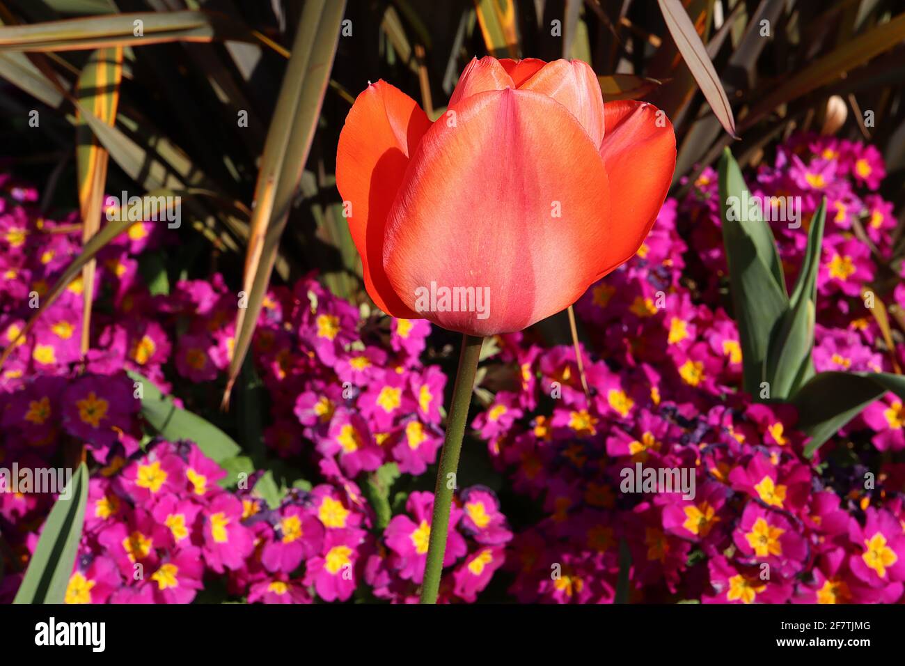 Tulipa ‘Temple of Beauty’ Single spät 5 Temple of Beauty Tulpe - tiefrosa Blüten, breite rote Ränder, dunkelrosa Flamme, April, England, VEREINIGTES KÖNIGREICH Stockfoto