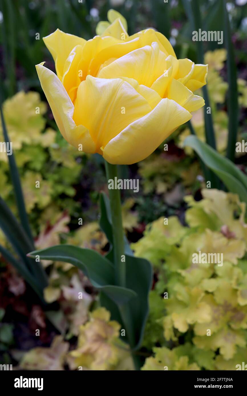 Tulipa ‘Yellow Mountain’ Double Late 11 Yellow Mountain Tulpe – doppelte gelbe Blüten, weiße Ränder, April, England, Großbritannien Stockfoto