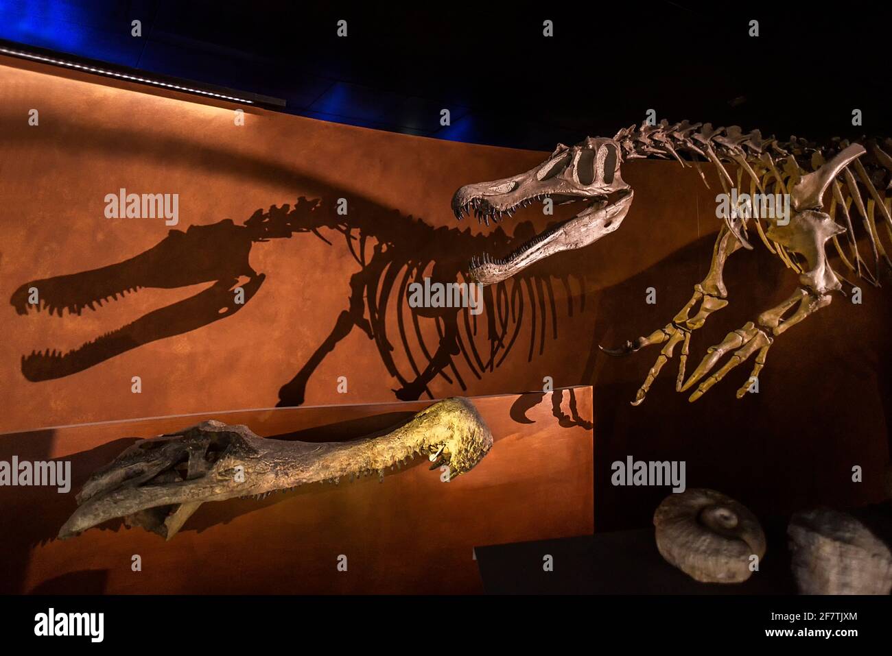 Toulouse, Österreich, Frankreich; 21. Juli 2018: Ausstellung eines Dinosaurier-Fossils im Naturhistorischen Museum Stockfoto