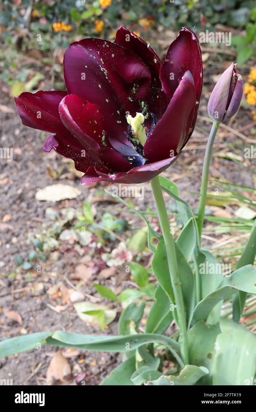 Tulipa ‘Queen of Night’ Single Late 5 Queen of Night Tulpe – dunkelviolette kastanienbraune Blüten, April, England, Großbritannien Stockfoto