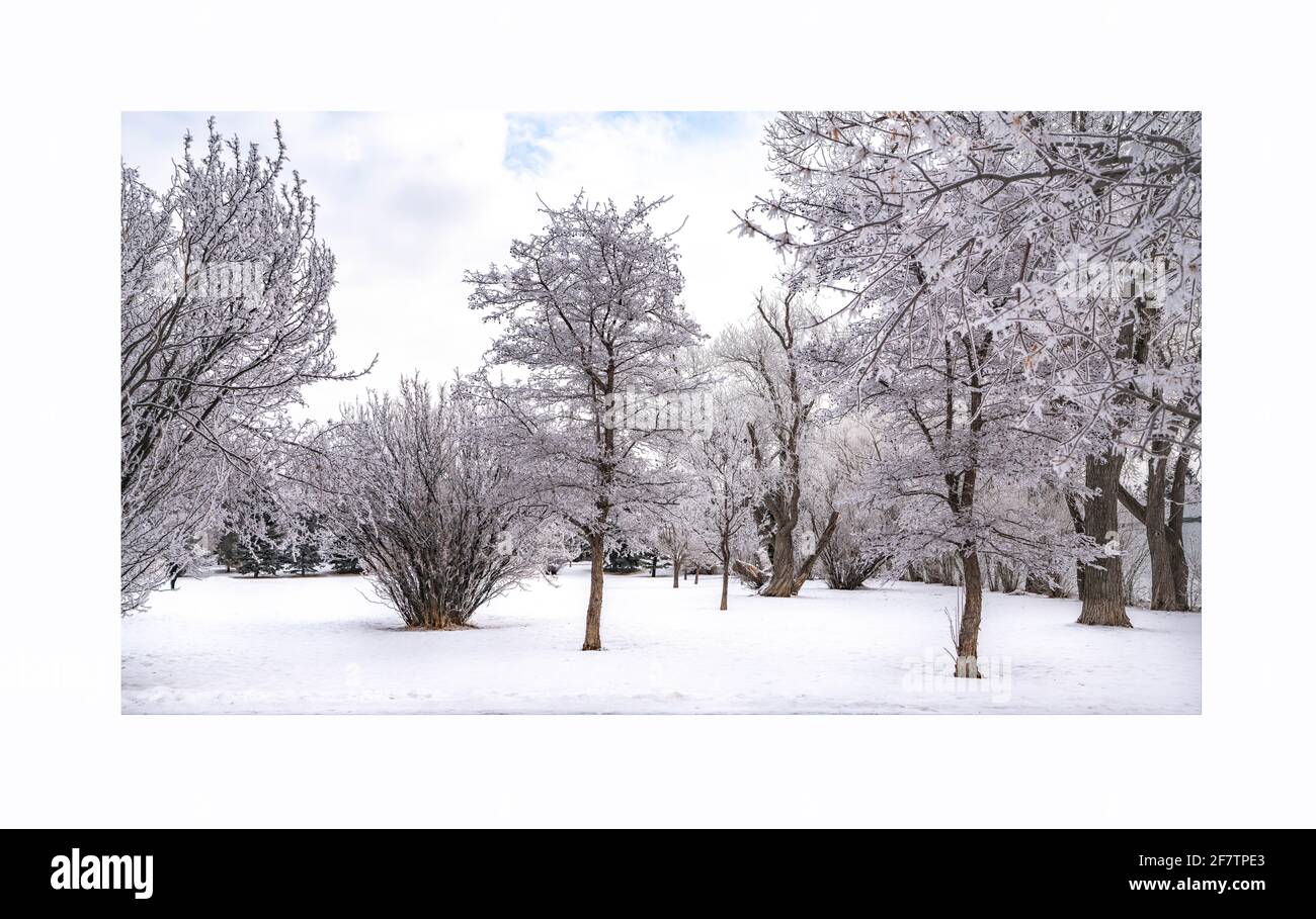 Landschaft des Stadtparks im Winter mit gefrorenen Bäumen und Downtown im Hintergrund Stockfoto