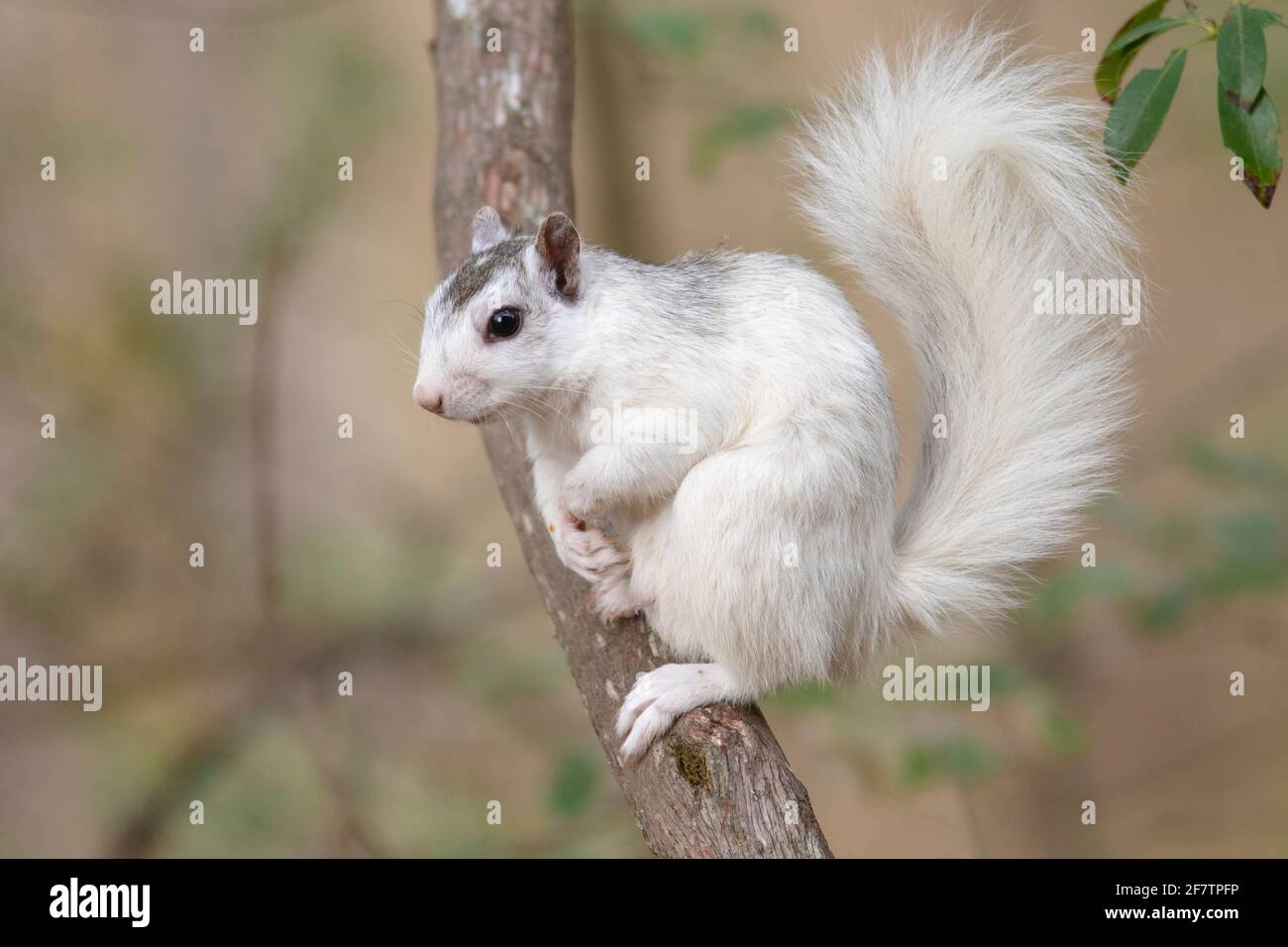 Weißen Eichhörnchen - Farbe Variante des östlichen Grauhörnchen (Sciurus carolinensis) - Brevard, North Carolina, USA Stockfoto