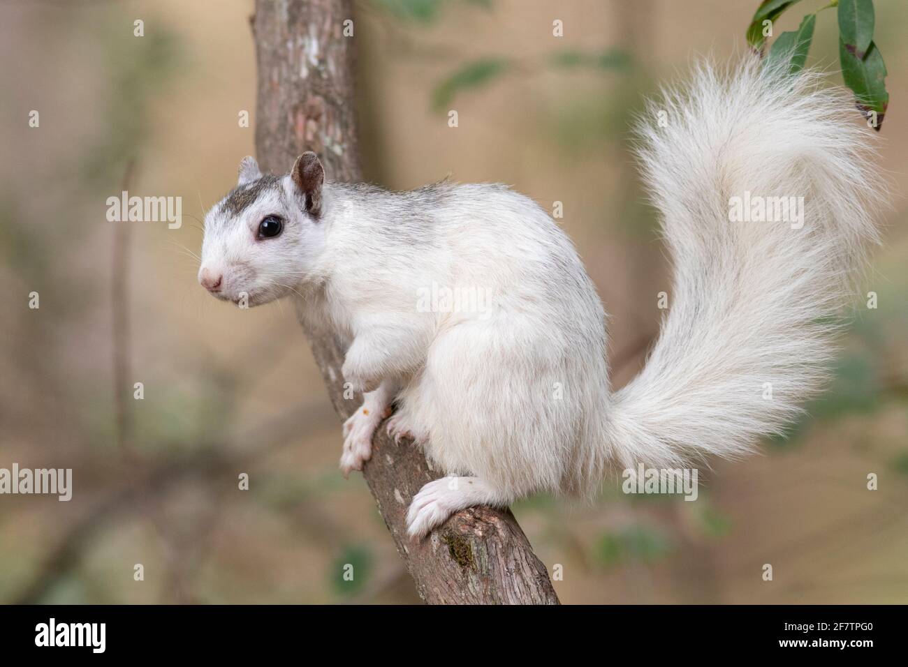 Weiße eichhörnchen -Fotos und -Bildmaterial in hoher Auflösung – Alamy