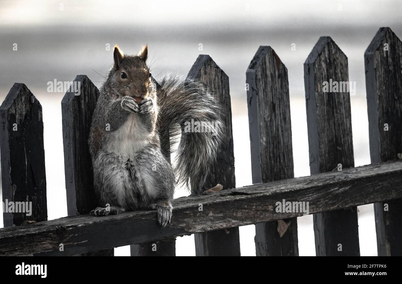 Eichhörnchen steht auf einem Zaun und frisst Nüsse Stockfoto