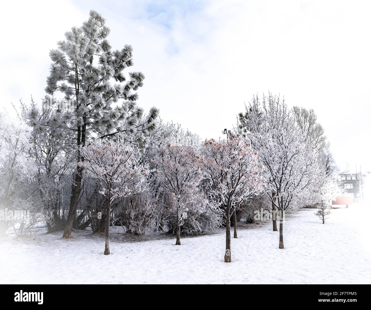 Landschaft aus gefrorenen Bäumen mit stark weißem Hintergrund Stockfoto