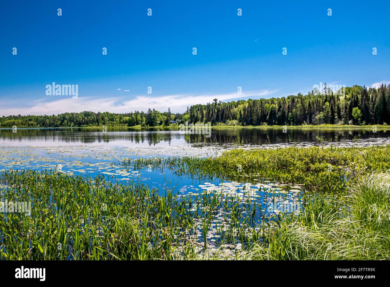 Canadian Marsh Stockfoto