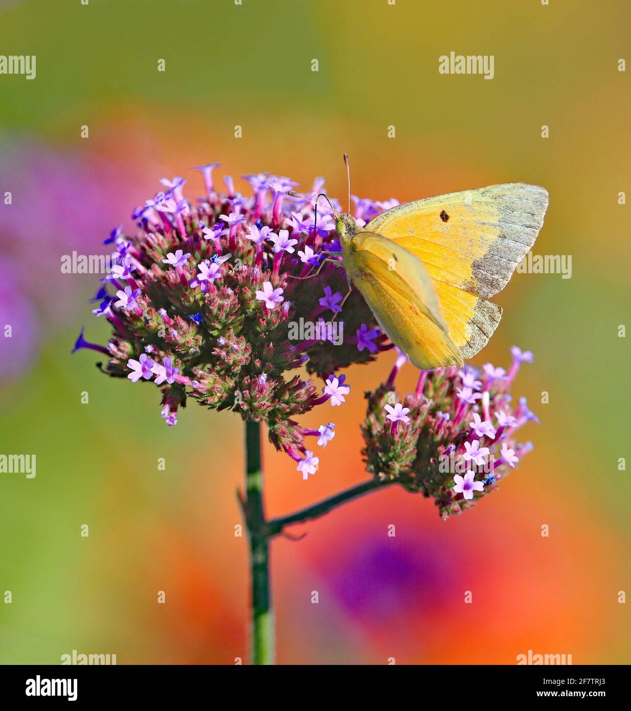 Ein gelber Schmetterling, genannt Orangenschwefel, sammelt Nektar auf einer blühenden Verbena-Pflanze mit einem weichen, bunten Gartenhintergrund. Stockfoto