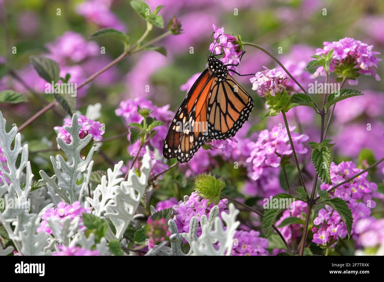 Ein Monarch-Schmetterling bestäubt in einem üppigen rosafarbenen Blumengarten, gefüllt mit rosa Lantana-Blüten und Dusty Miller-Pflanzen. Stockfoto