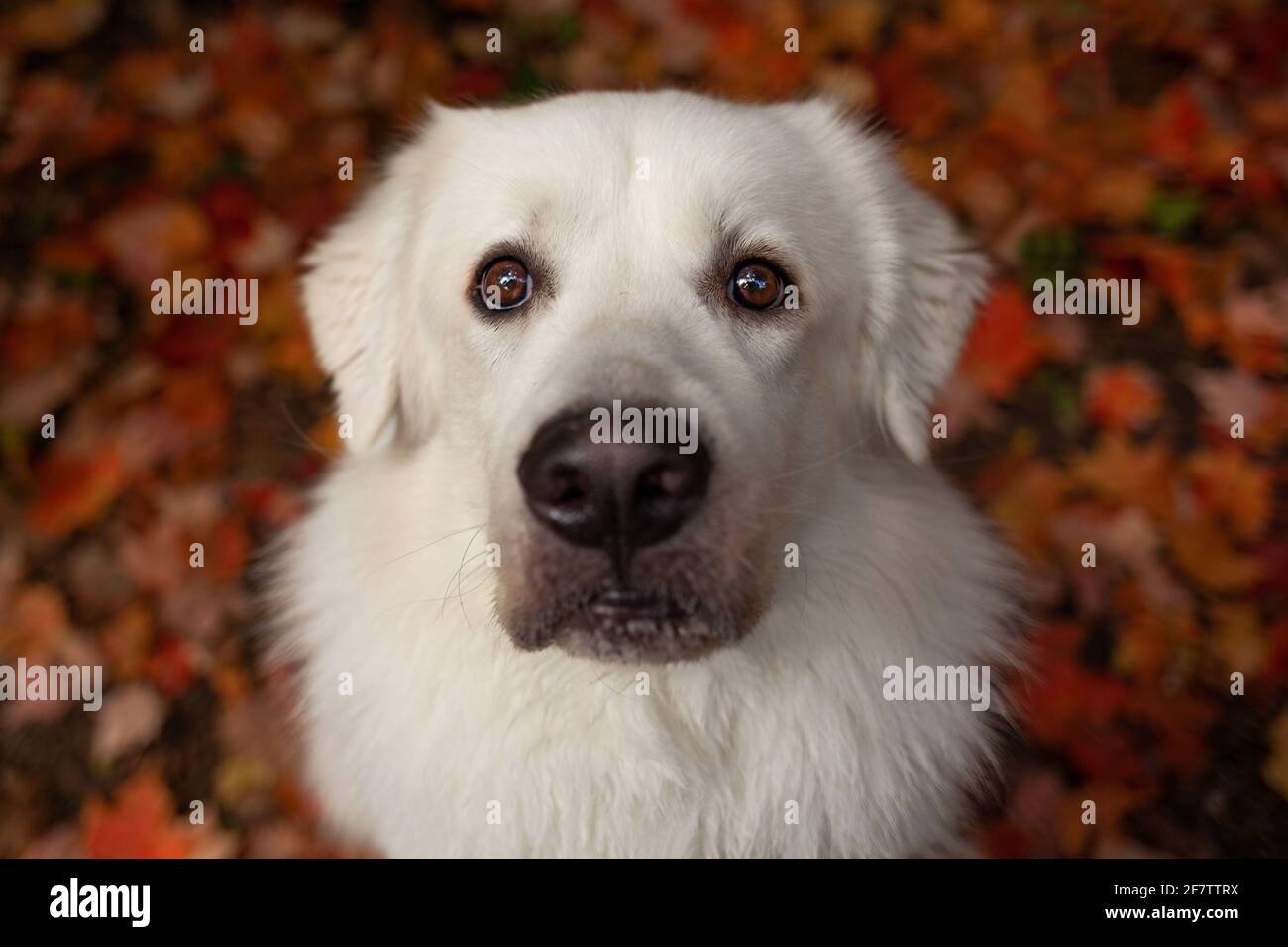 Weißer Hund, der in das Kameraobjektiv schaut. Rote Blätter im Hintergrund. Stockfoto