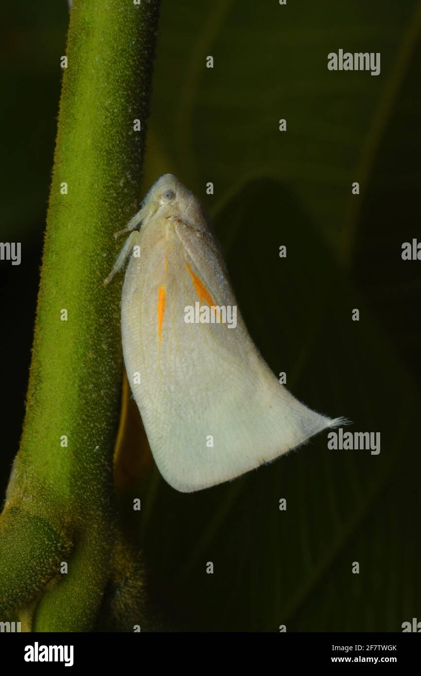 Weißer Planthopper auf grünem Zweig Stockfoto