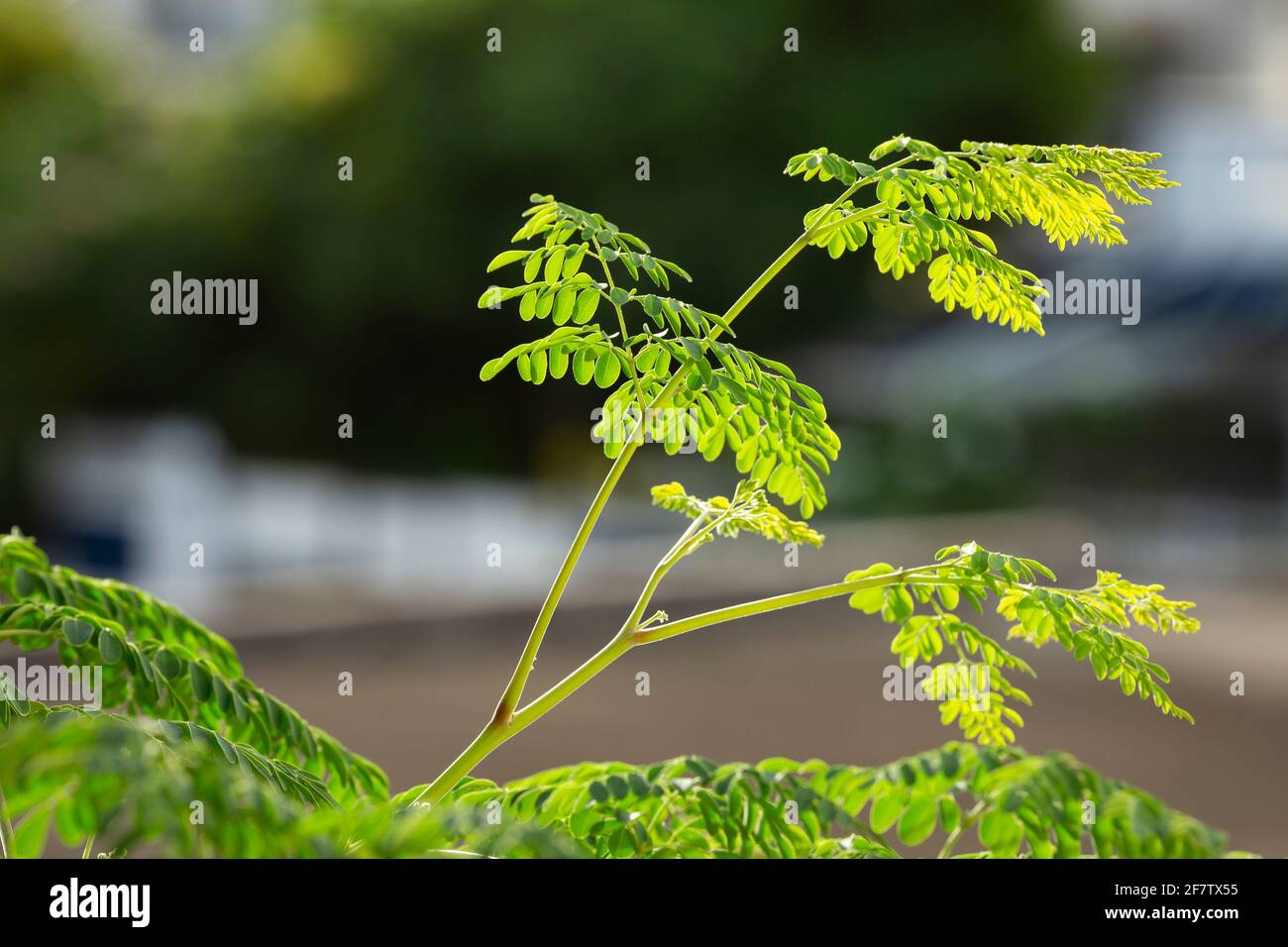 moringa oleifera Pflanzen Stockfoto