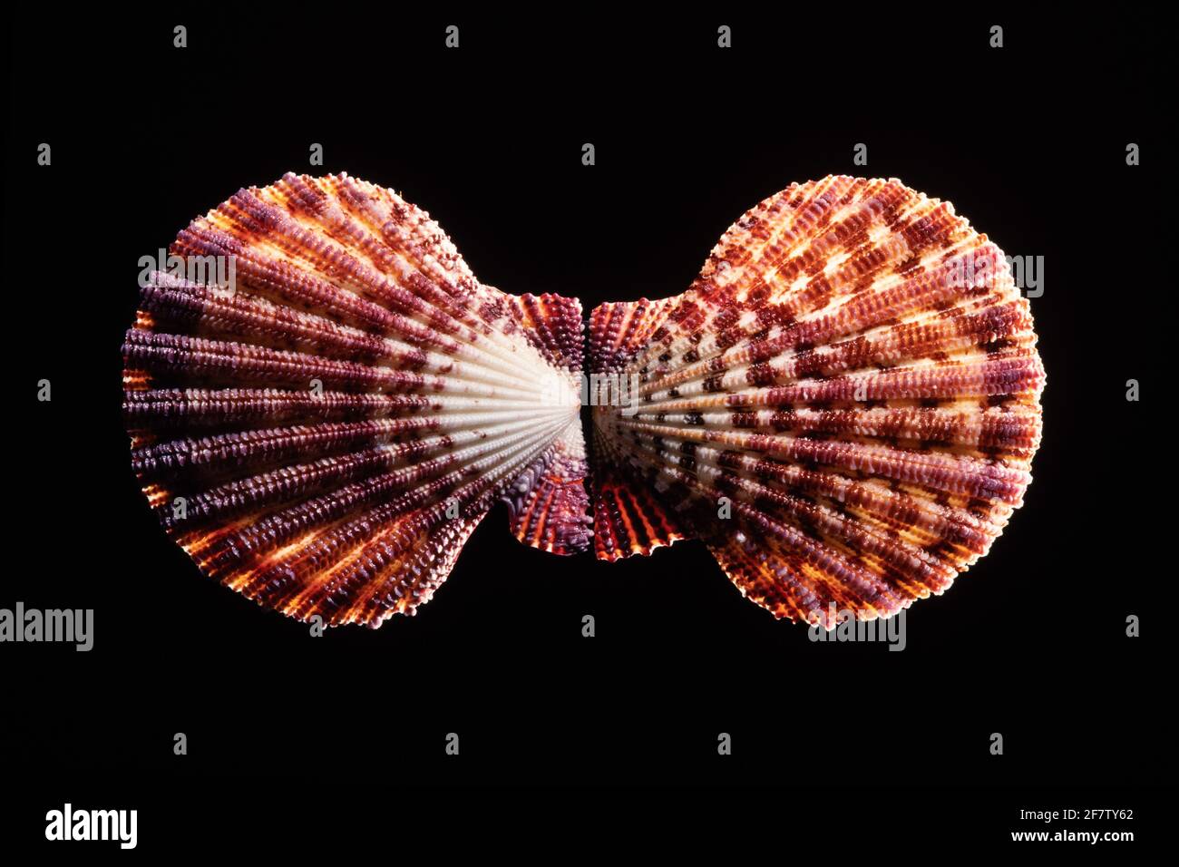 Scaled Scallop Shell, Gloripallium speciosum, ist eine Muscheln, die im Pazifischen Ozean von Japan bis Australien gefunden wird. Stockfoto