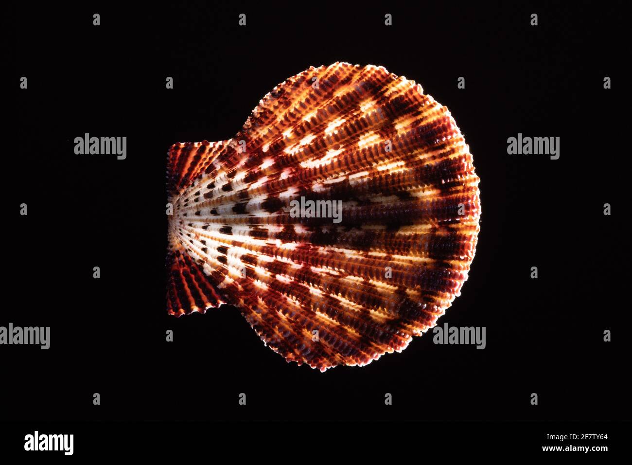 Scaled Scallop Shell, Gloripallium speciosum, ist eine Muscheln, die im Pazifischen Ozean von Japan bis Australien gefunden wird. Stockfoto