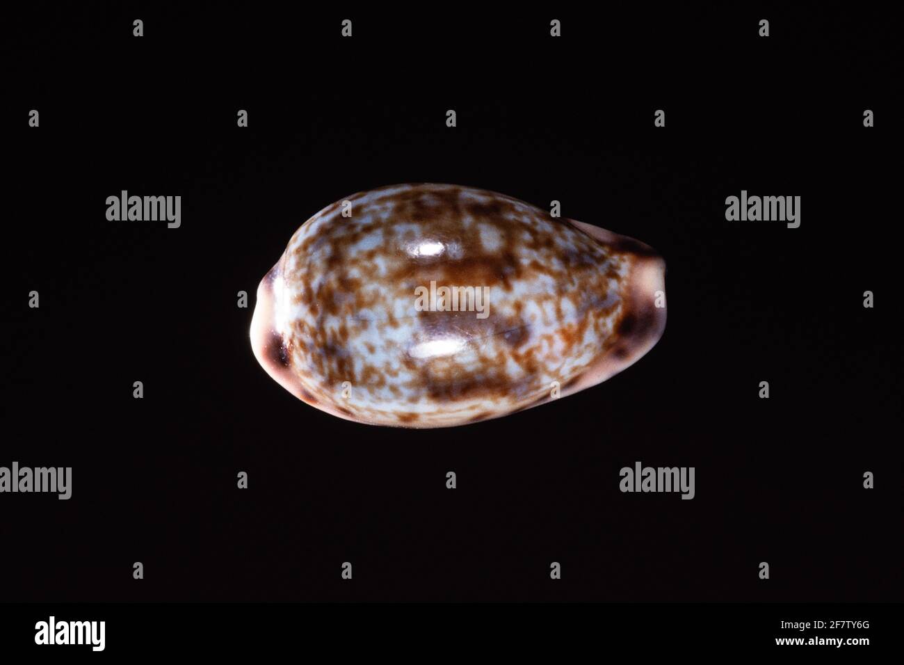 Zoned Cowrie, Zonaria zonaria, eine Meeresschnecke, die im Ostatlantik vor Kap Verde, Senegal, Gabun und Angola gefunden wird. Stockfoto