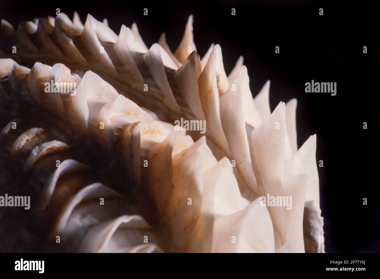 Detail zeigt die blattartigen Schuten oder Flöten einer tridacna-Muschel. Tridacna-Muscheln kommen im Indo-Pazifik und im Roten Meer vor. Stockfoto