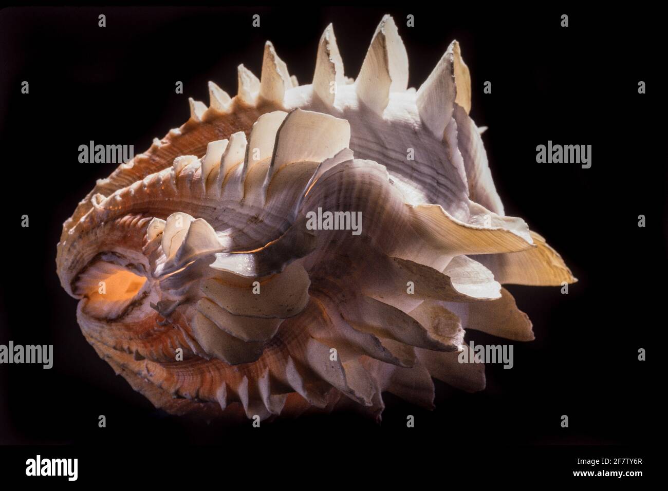 Detail zeigt die blattartigen Schuten oder Flöten einer tridacna-Muschel. Tridacna-Muscheln kommen im Indo-Pazifik und im Roten Meer vor. Stockfoto