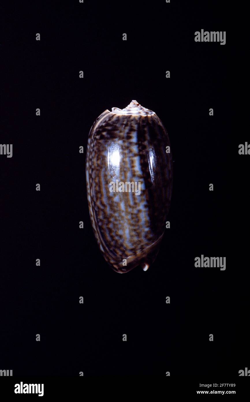 Oliva elegans ist eine kleine Seeschnecke, die im Roten Meer, in Mosambik und im westlichen Pazifik zu finden ist. Stockfoto