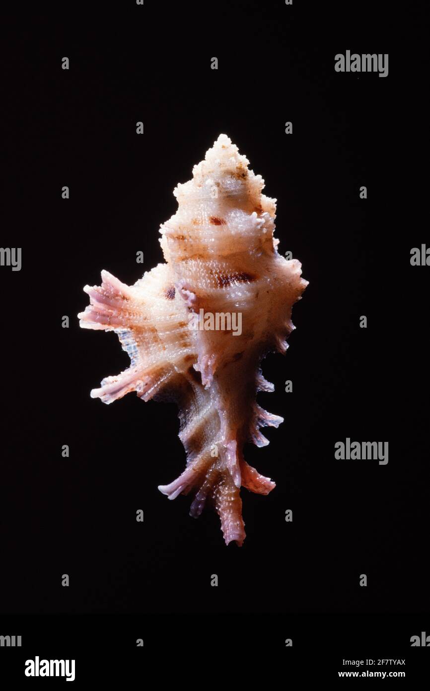 Fenestrate Murex, Pterynotus martinetana, ist eine räuberische Schnecke, die im Roten Meer und im Pazifischen Ozean gefunden wird. Stockfoto