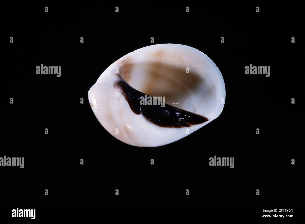 Black-Mouthed Moon Shell, Mammilla melanostoma, eine räuberische Schnecke, die im Indo-Pazifik-Raum gefunden wurde. Stockfoto