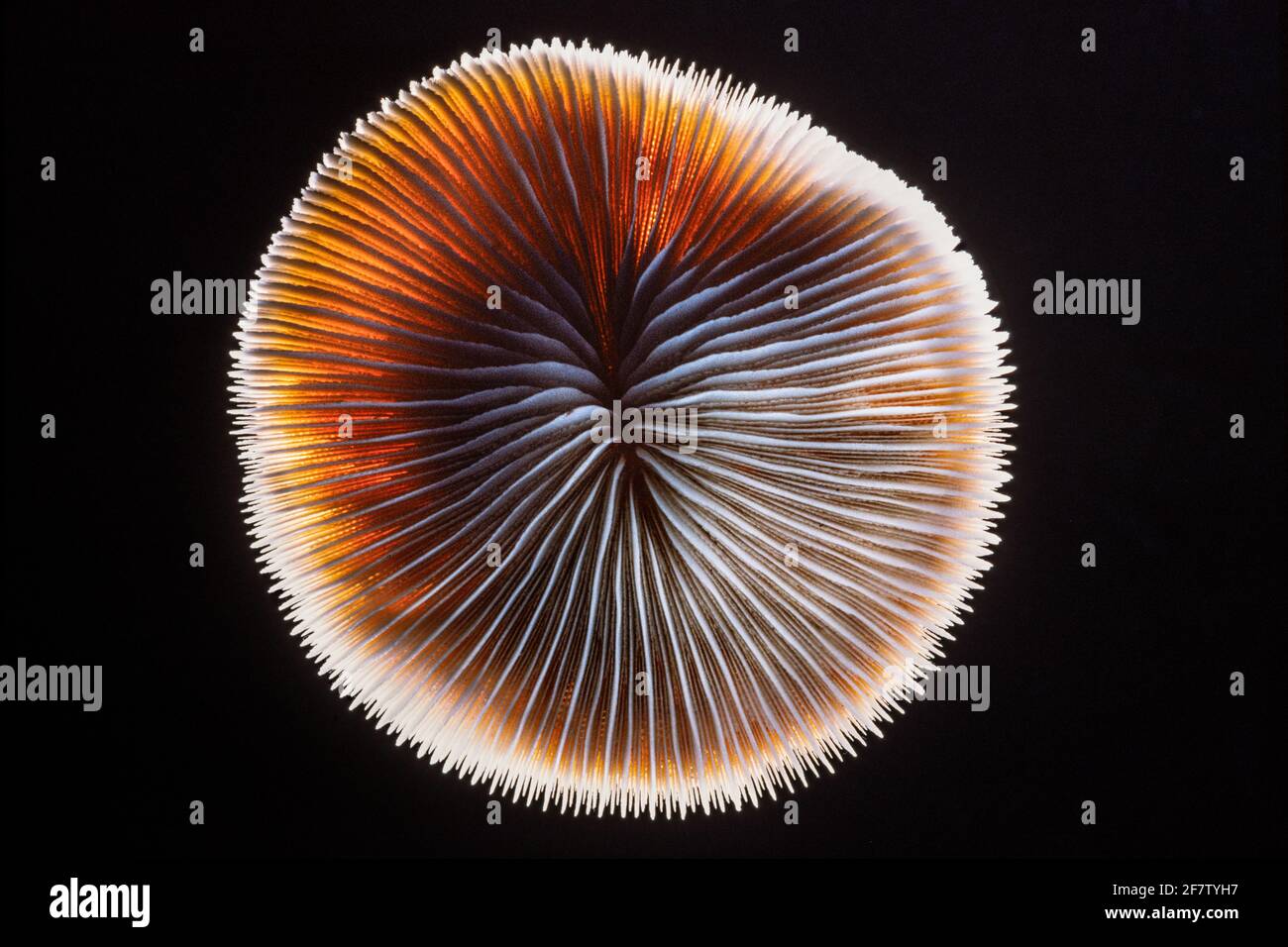 Nahaufnahme mit Hintergrundbeleuchtung, um die Struktur dieses Festplattenkorallen-Exoskeletts aus dem Karibischen Meer bei Belize zu zeigen. Stockfoto