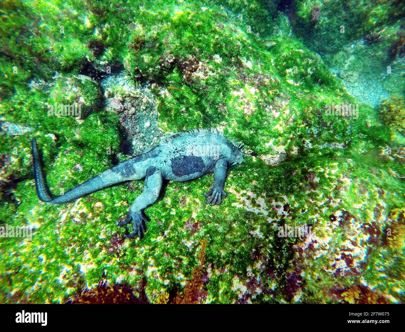 Meeresiguana, das unter Wasser Algen isst, in Punta Espinoza, Fernandina Island, Galapagos, Ecuador Stockfoto