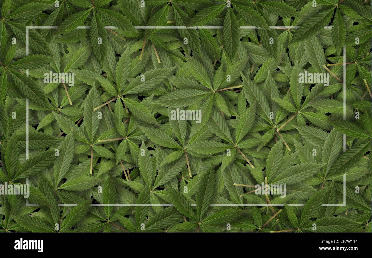 Grüner frischer Cannabis Sativa Blätter (Marihuana) Rahmen Hintergrund Stockfoto