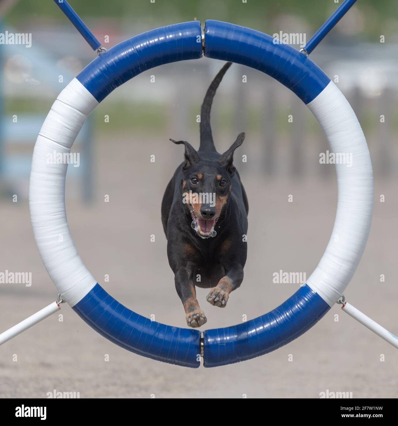 Nahaufnahme eines Manchester Terrier, der durch den Agility Ring springt Stockfoto