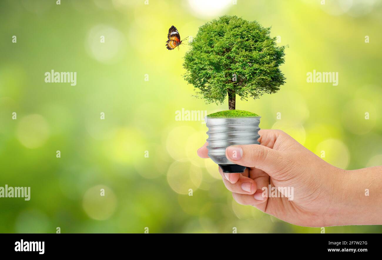 Der Wald und die Bäume sind im Licht. Konzepte der Erhaltung der Umwelt und der globalen Erwärmung Pflanze, die im Inneren der Glühlampe über dem trockenen Boden in s Stockfoto