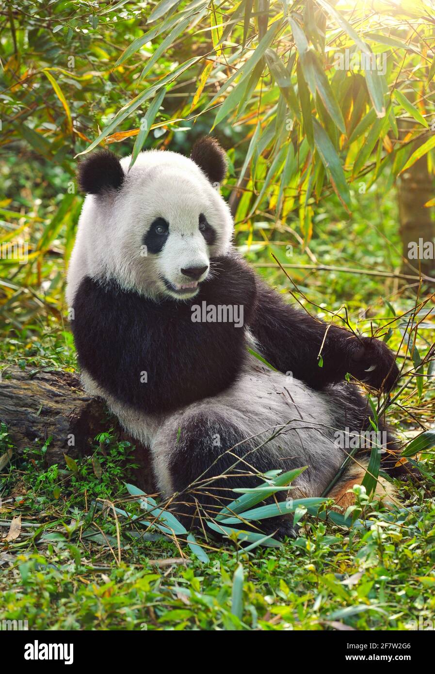 Hungriger Pandabär, der im Wald Bambus isst Stockfoto