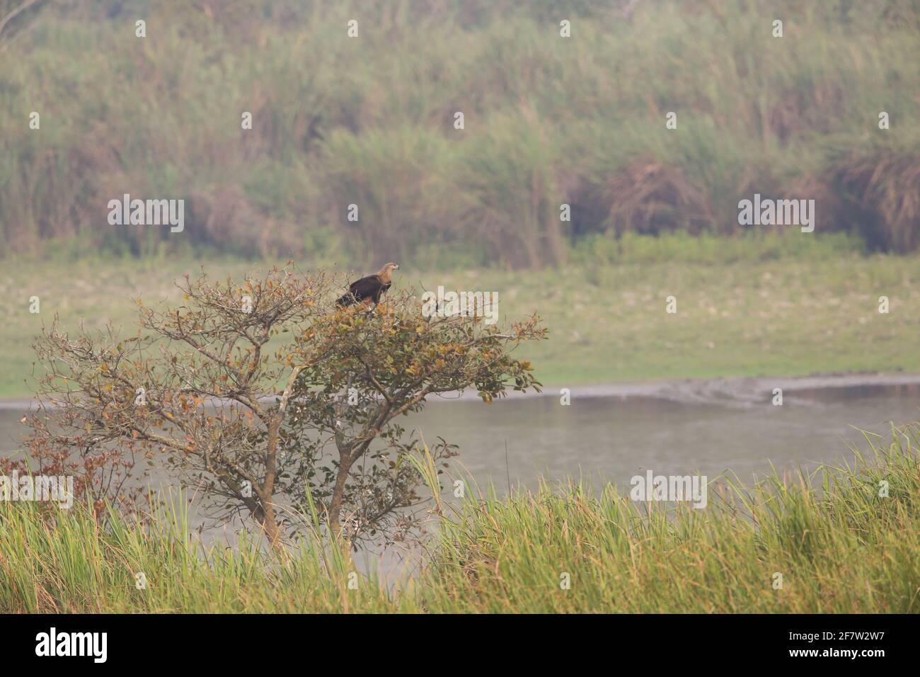 Ein Pallas-Fischadler thronte auf einem Baum in Kaziranga Nationalpark Stockfoto