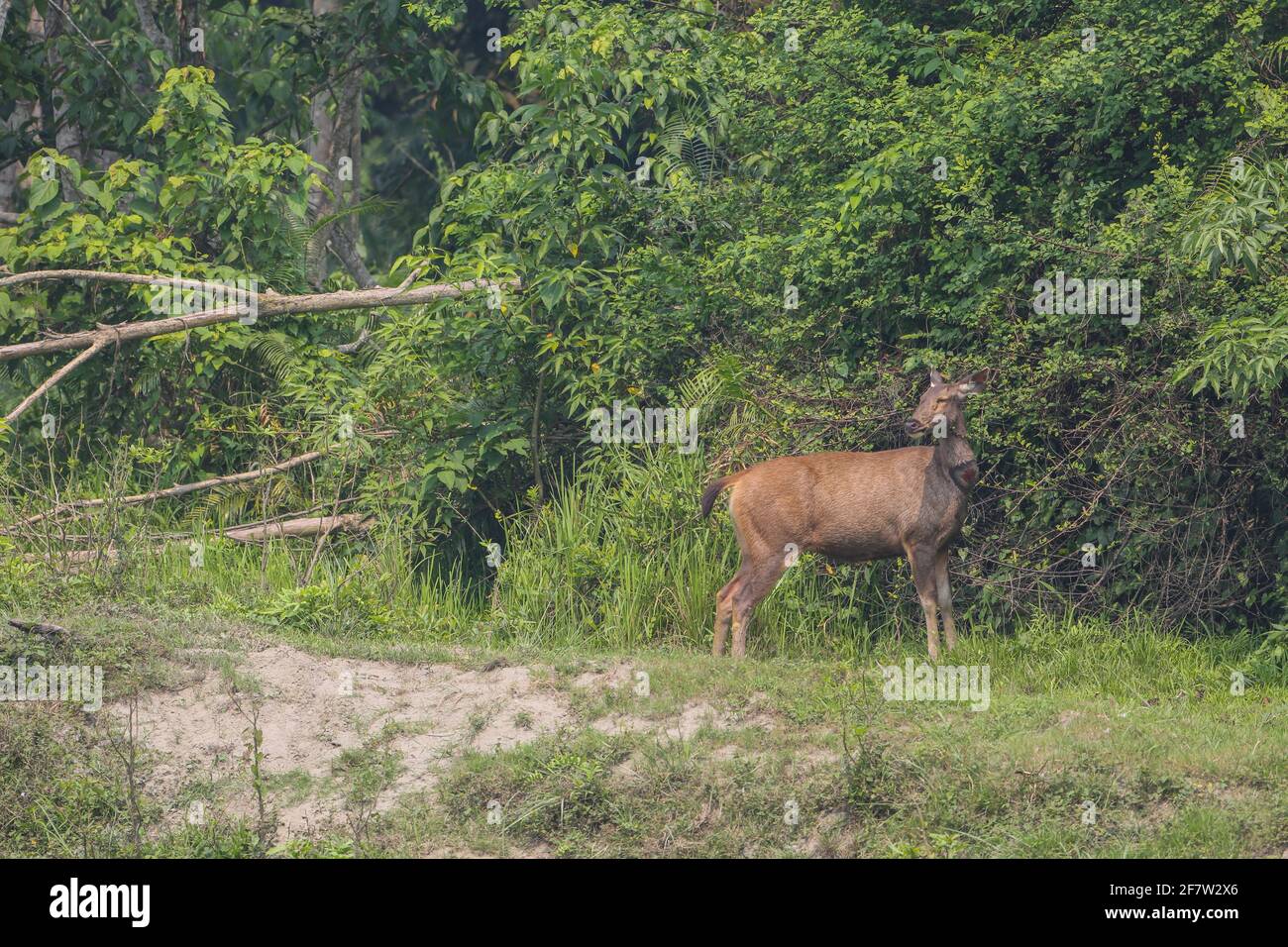 Ein Sambar-Hirse im Kaziranga-Nationalpark (Indien) Stockfoto