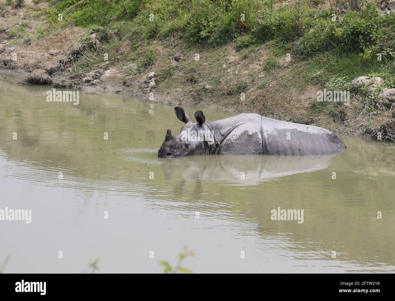 Ein gehörntes Nashorn, das im Kaziranga-Nationalpark im Wasser schwelgt Stockfoto