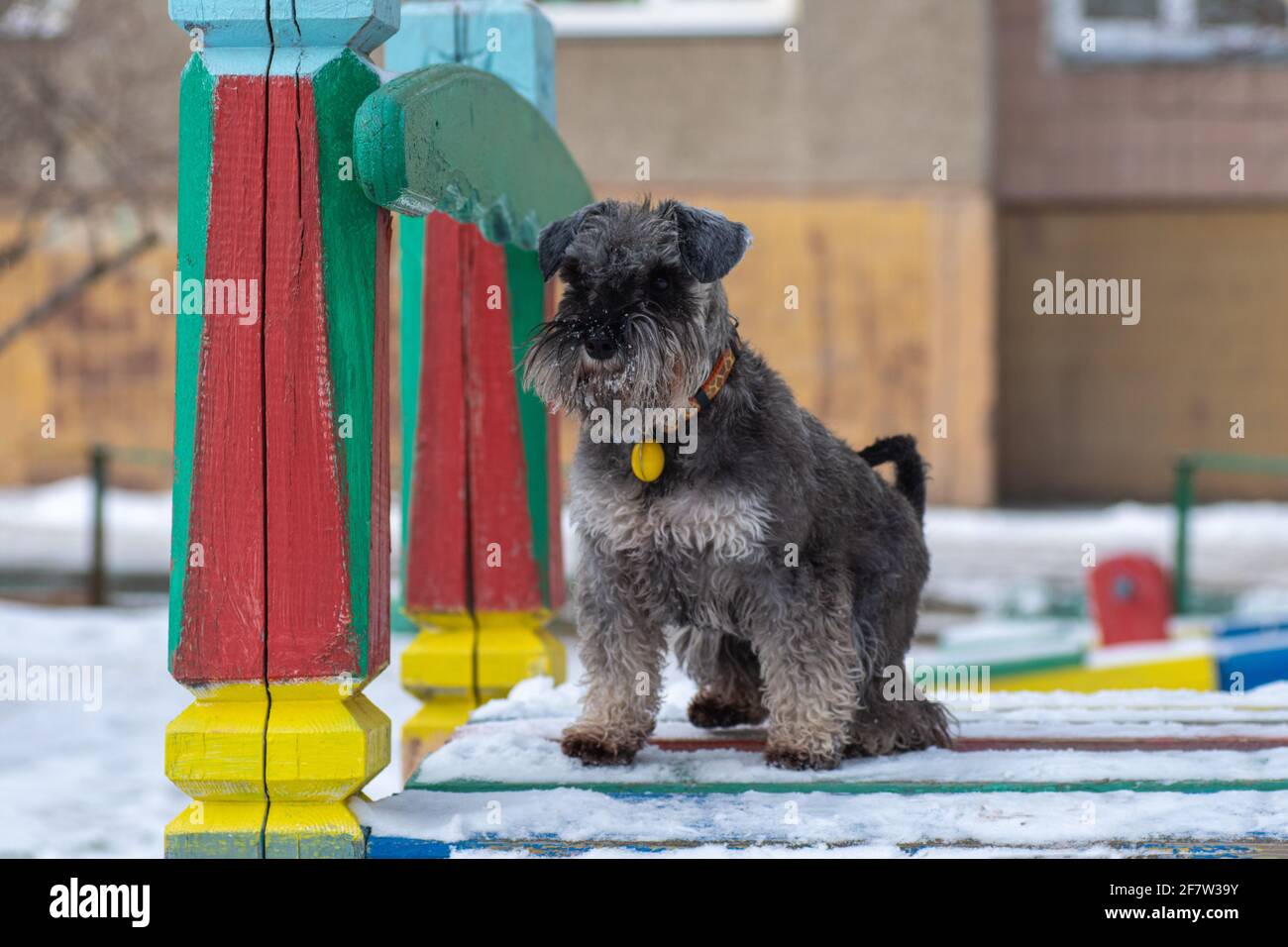 Porträt eines schönen bärtigen grauen Miniatur-Schnauzer-Hundes, der im Winter auf einem Spielplatz sitzt. Stockfoto