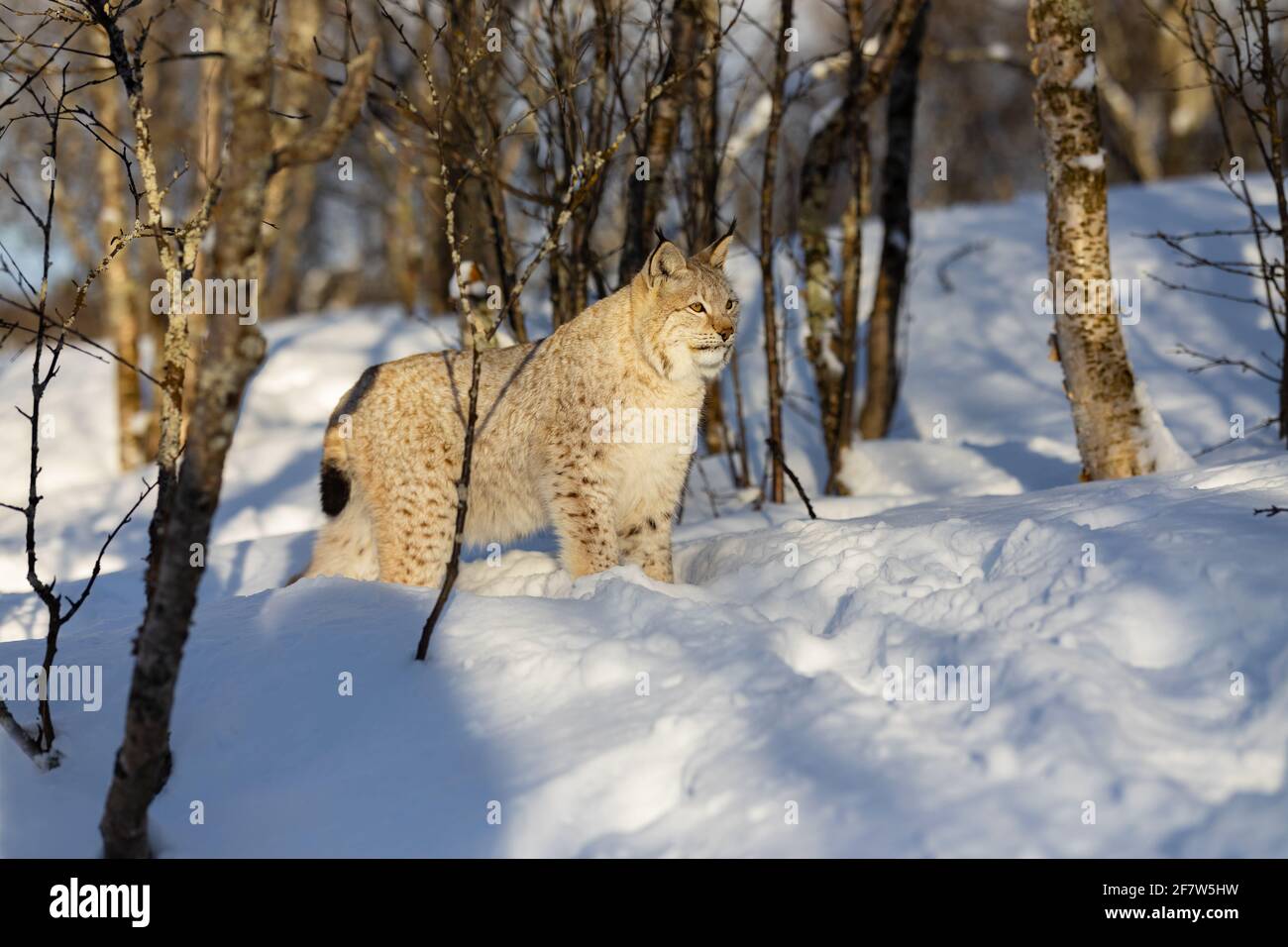 Alarm eurasischer Luchs, der auf Schnee inmitten kahler Bäume schaut Stockfoto