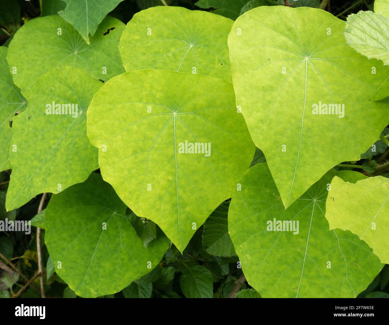 Cissampelos owariensis ist eine mehrjährige Kletterpflanze mit einjährigen Stielen Die über den Boden kriechen oder in die Umgebung eingaren Vegetation für die unterstützung Stockfoto