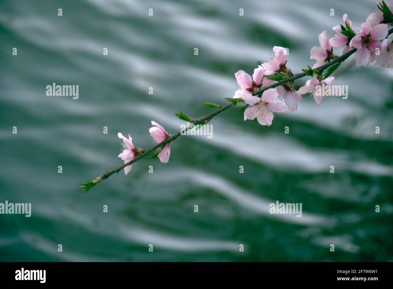 Ein Baumzweig mit rosa Blüten und grünem Flusswasser Hintergrund Stockfoto