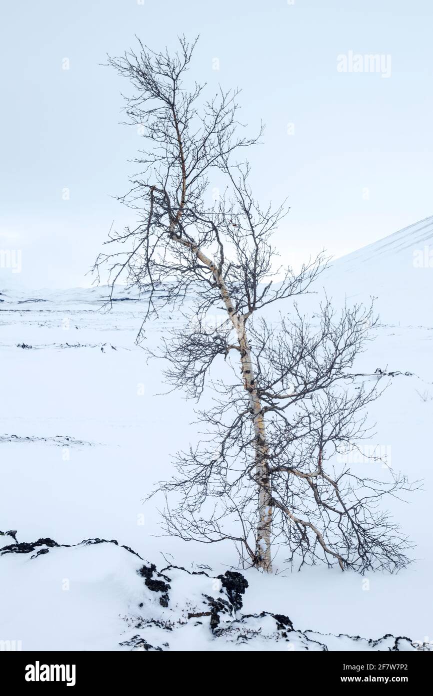 Kleine Flauschbirke (Betula pubescens) Am Fuße des schneebedeckten Hverfjall Vulkans in Island Stockfoto