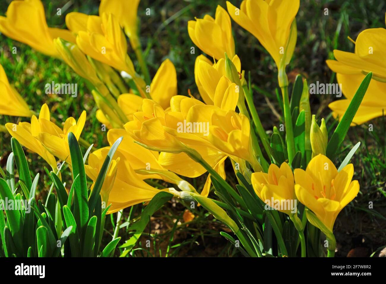 Gelber Crocus chrysanthus (Schneekrokus) blüht im frühen Frühjahr Stockfoto