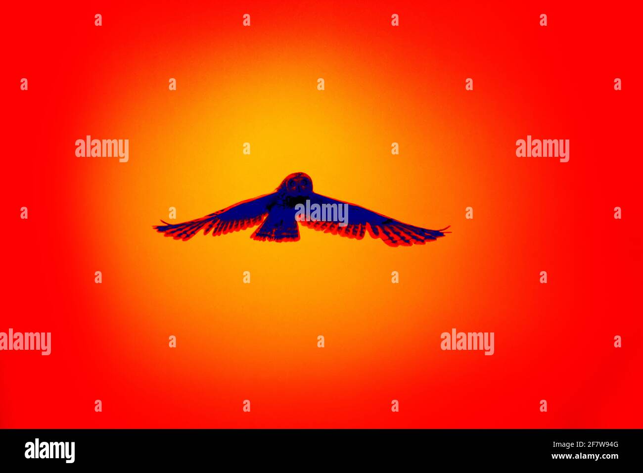 Nächtliche Raubvögel. Kurzohrkauz (Sumpfkauz, ASIO flammeus) in wissenschaftlicher High-Tech-Wärmebildkamera fliegt über Nest Stockfoto